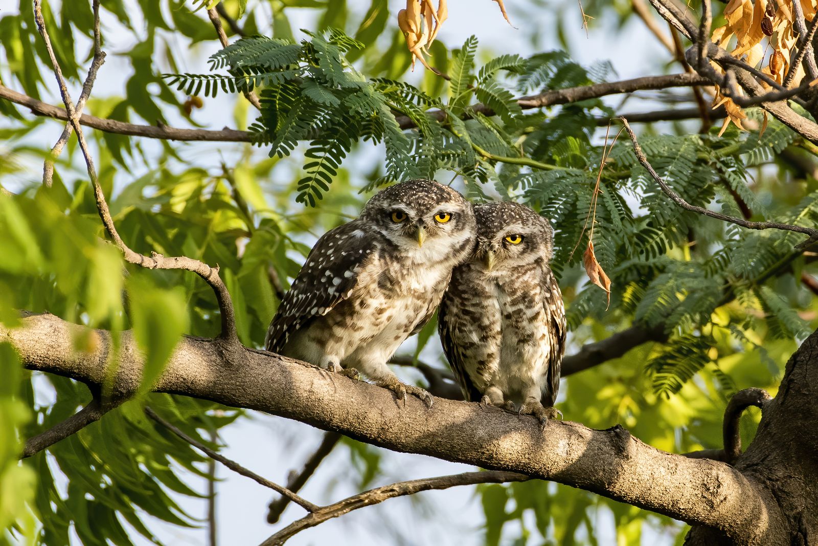 Spotted owlet (6)